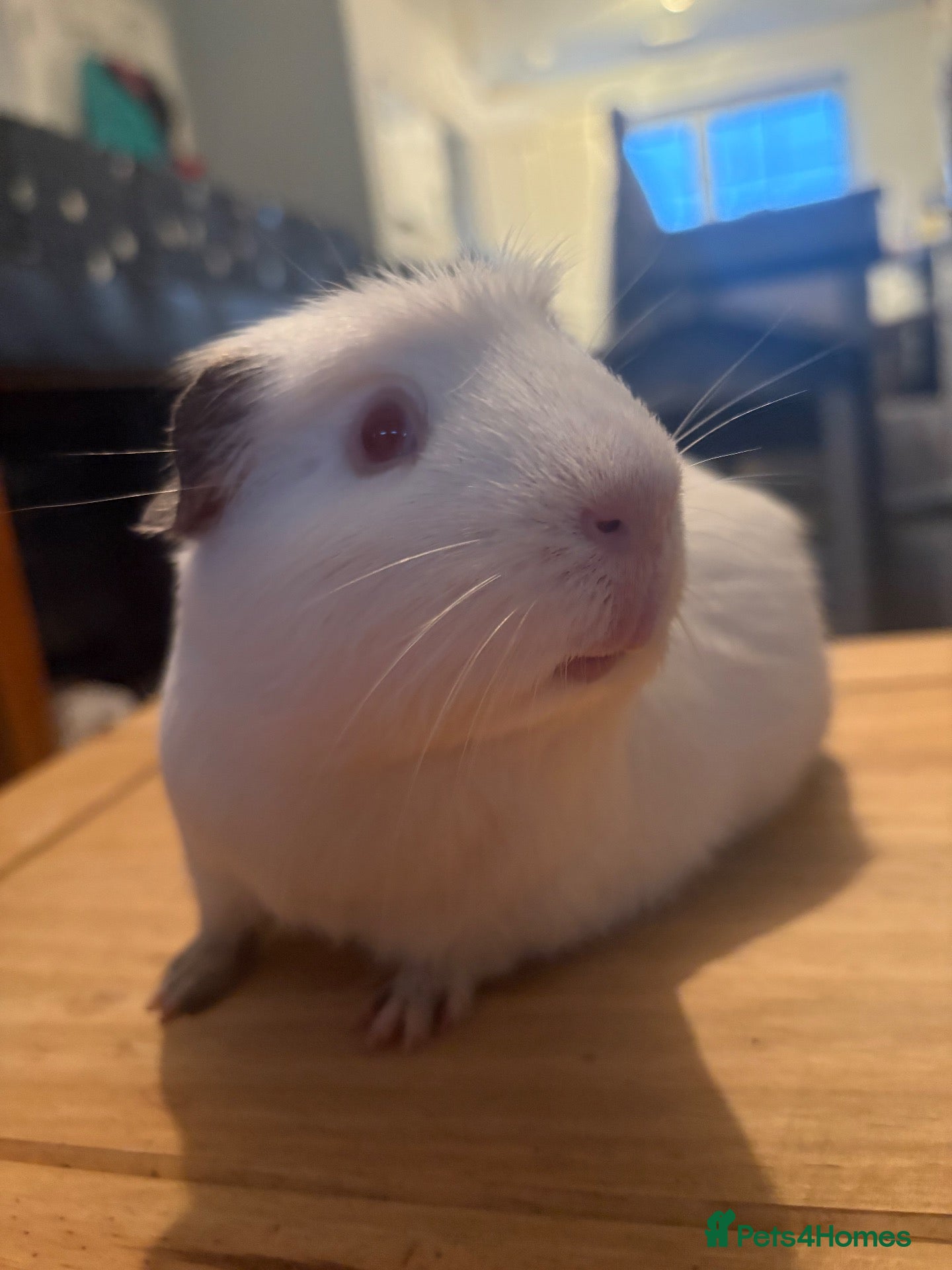 Guinea Pig rodents for sale: Bonded trio of males  - Advert 1