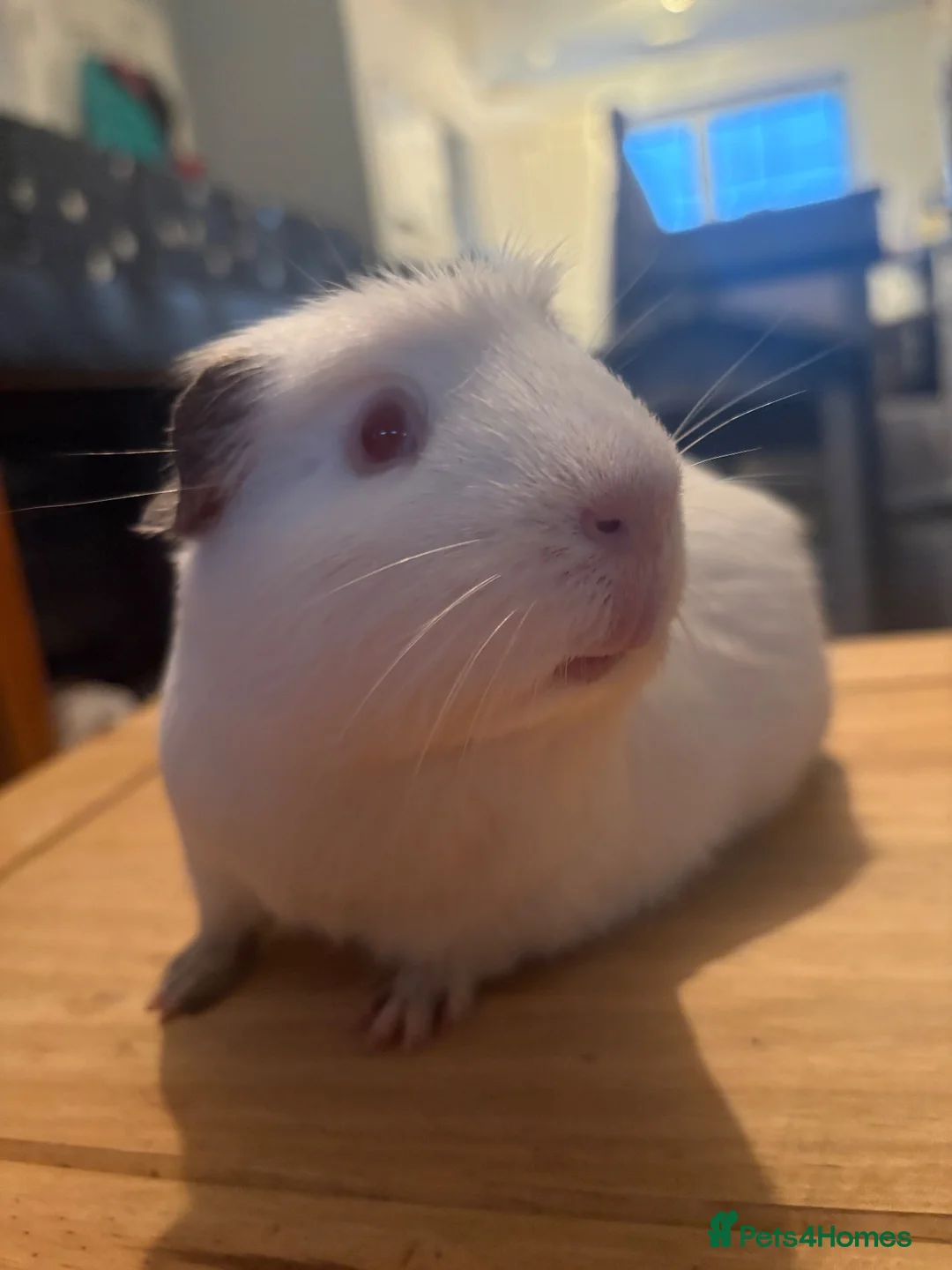 Guinea Pig rodents for sale: Bonded trio of males  in Newent - Advert 1