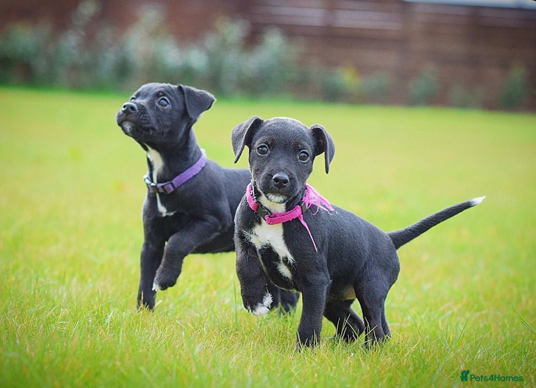 Patterjack dogs READY NOW! 5⭐️licensed & Registered professionals - Advert 1