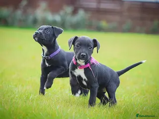 Patterjack dogs READY NOW! 5⭐️licensed & Registered professionals - Advert 1