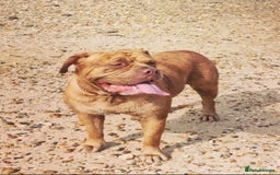 Mixed Breed dogs for sale: 5 year old female mastiff cross - Image 2