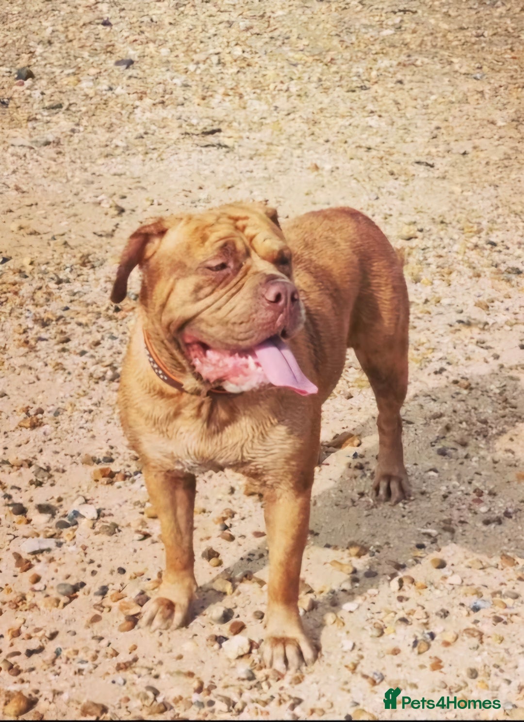 Mixed Breed dogs for sale: 5 year old female mastiff cross - Image 2