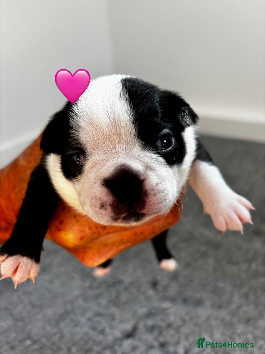 Boston Terrier dogs for sale: Beautiful Boston Terrier Puppies  - Image 15