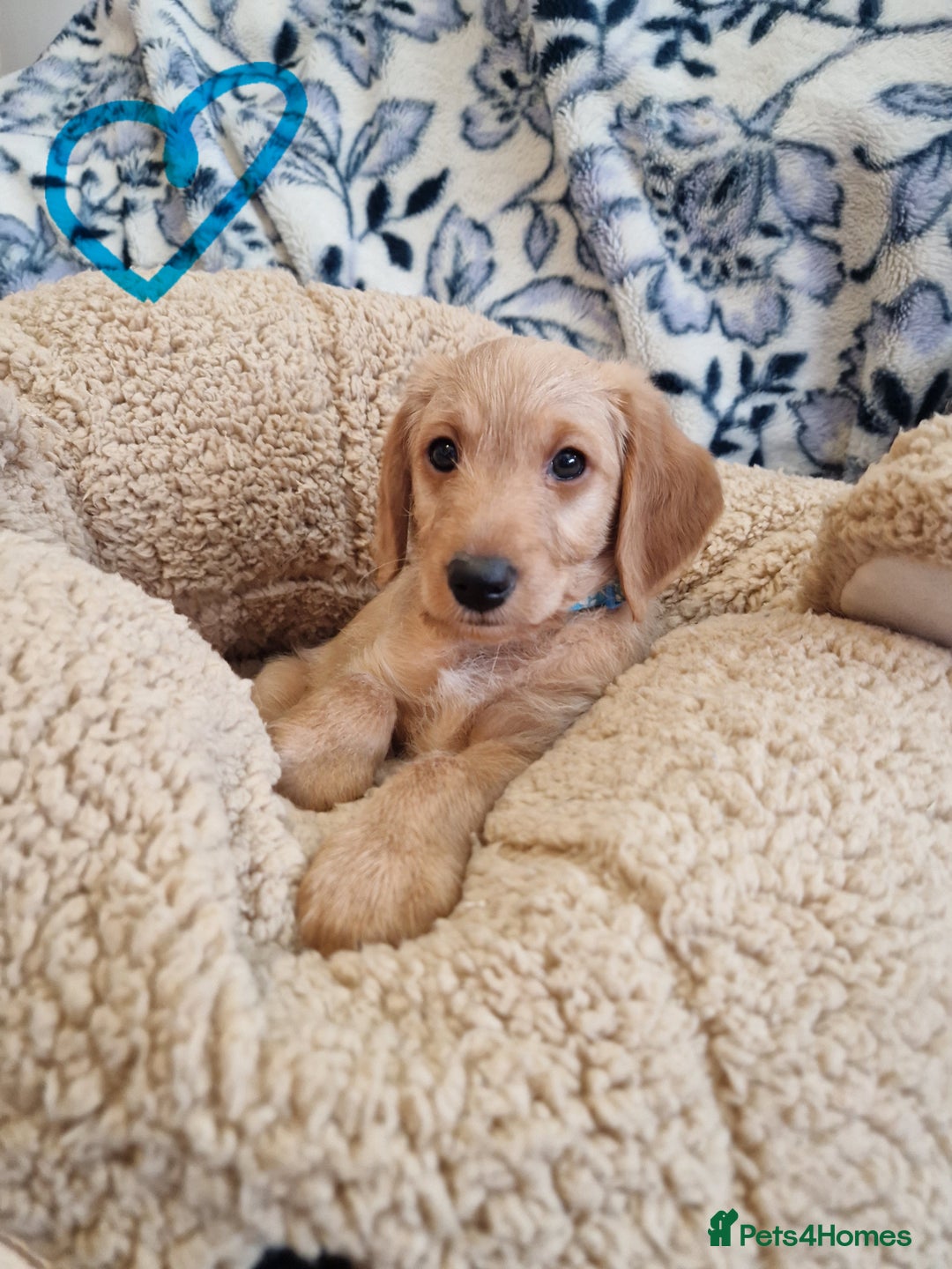 Labradoodle dogs for sale: Gorgeous miniature labradoodle puppies. - Image 13