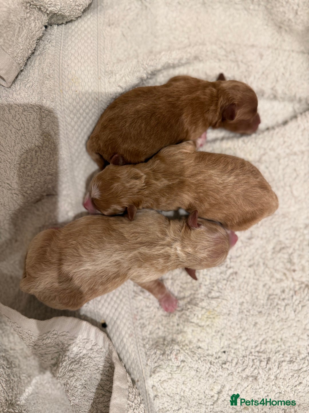 Maltipoo dogs for sale: Rare maltipoo puppies please read description  - Advert 5