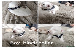 Maltipoo dogs for sale: F2 Mini Maltipoo, 4 boys - Image 5