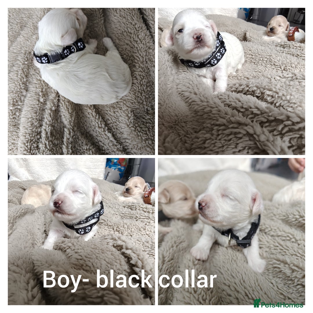 Maltipoo dogs for sale: F2 Mini Maltipoo, 4 boys - Image 5