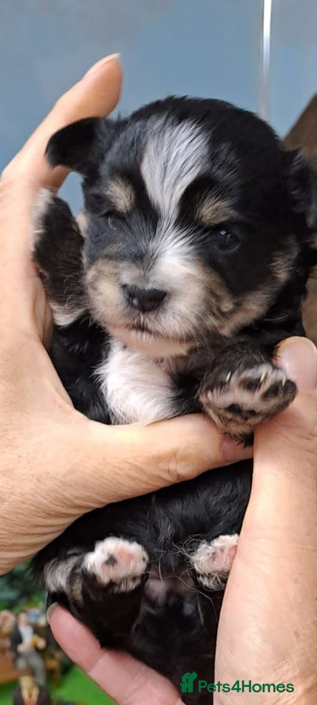 Yorkshire Terrier dogs for sale: Biewers yorkshire terriers  - Image 9