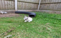 Mini Lion Lop rabbits for sale: Last little boy left ,Beautiful mini loionlops - Image 10