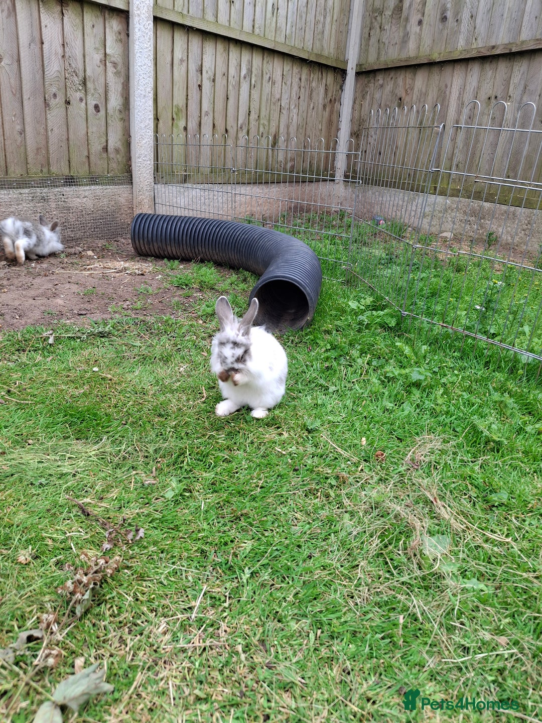 Mini Lion Lop rabbits for sale: Last little boy left ,Beautiful mini loionlops - Image 10