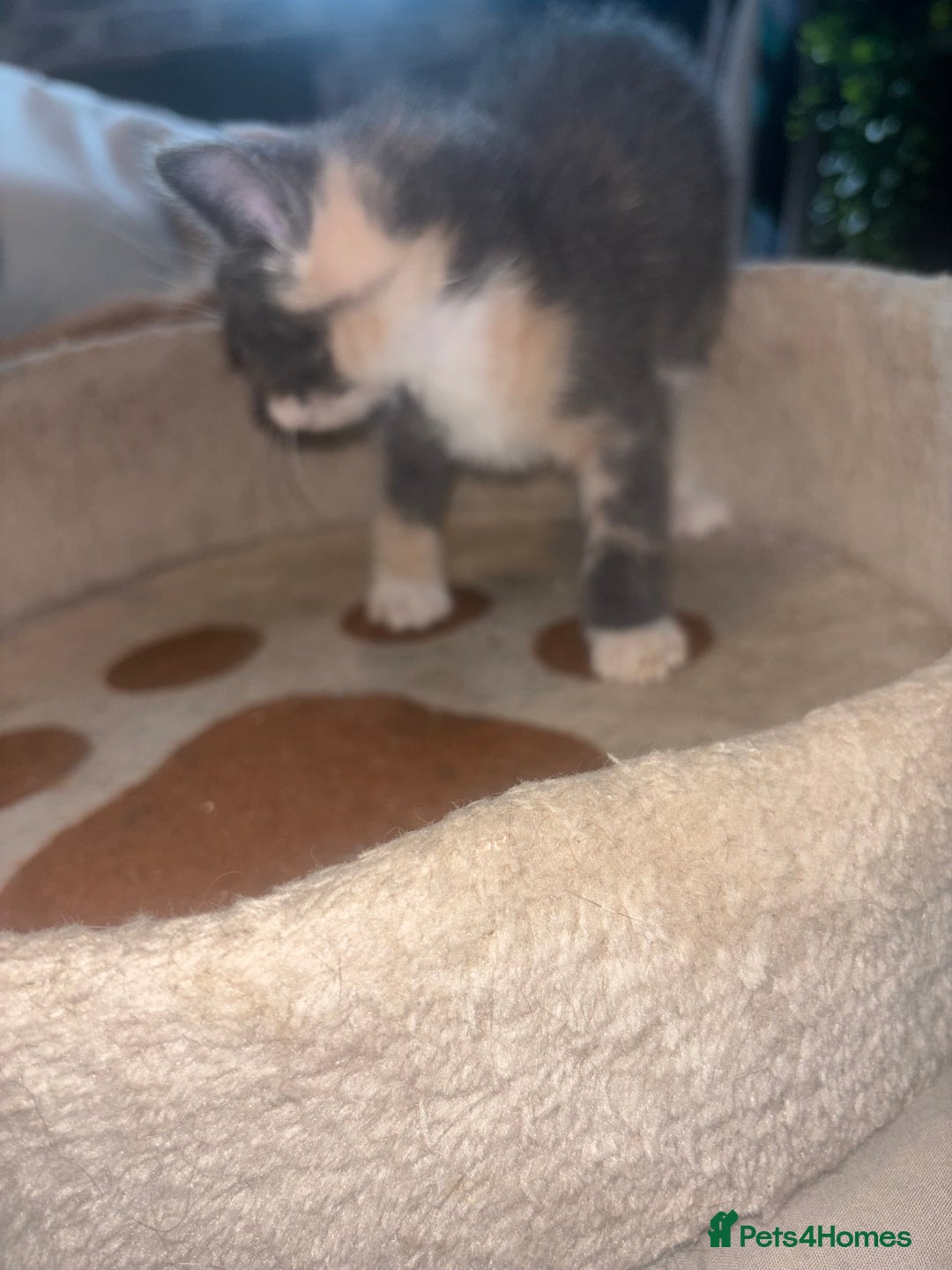 British Shorthair cats for sale: Kittens For Sale - Image 11