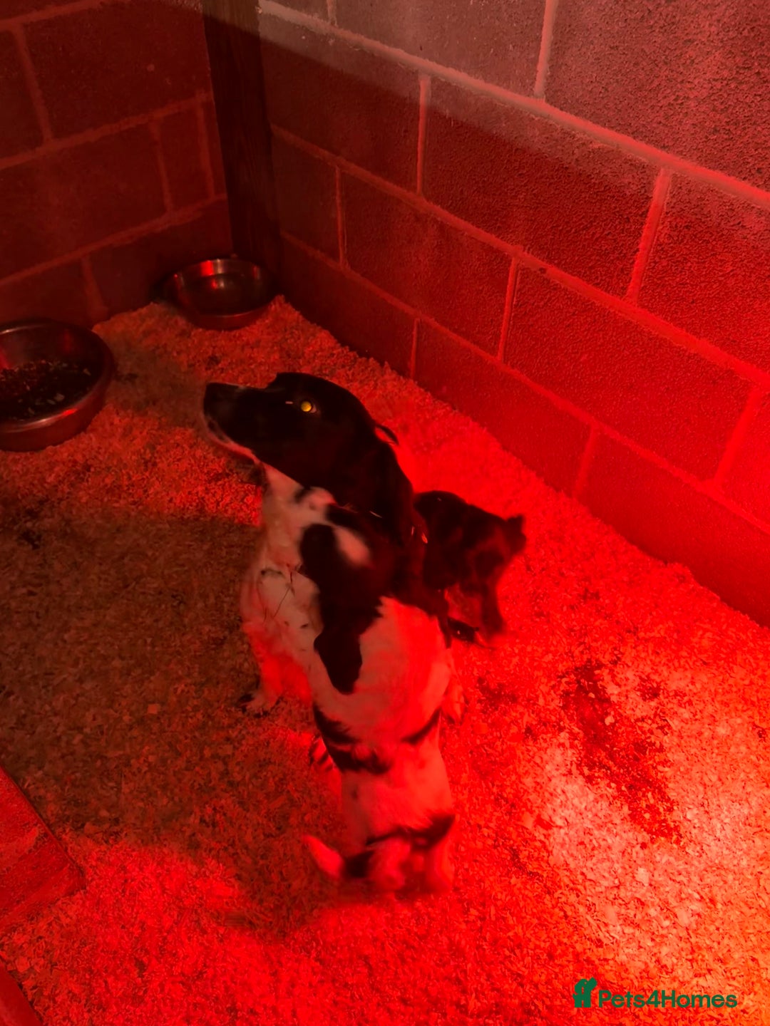 Cocker Spaniel dogs for sale: Working cockerspaniel puppies  - Advert 7