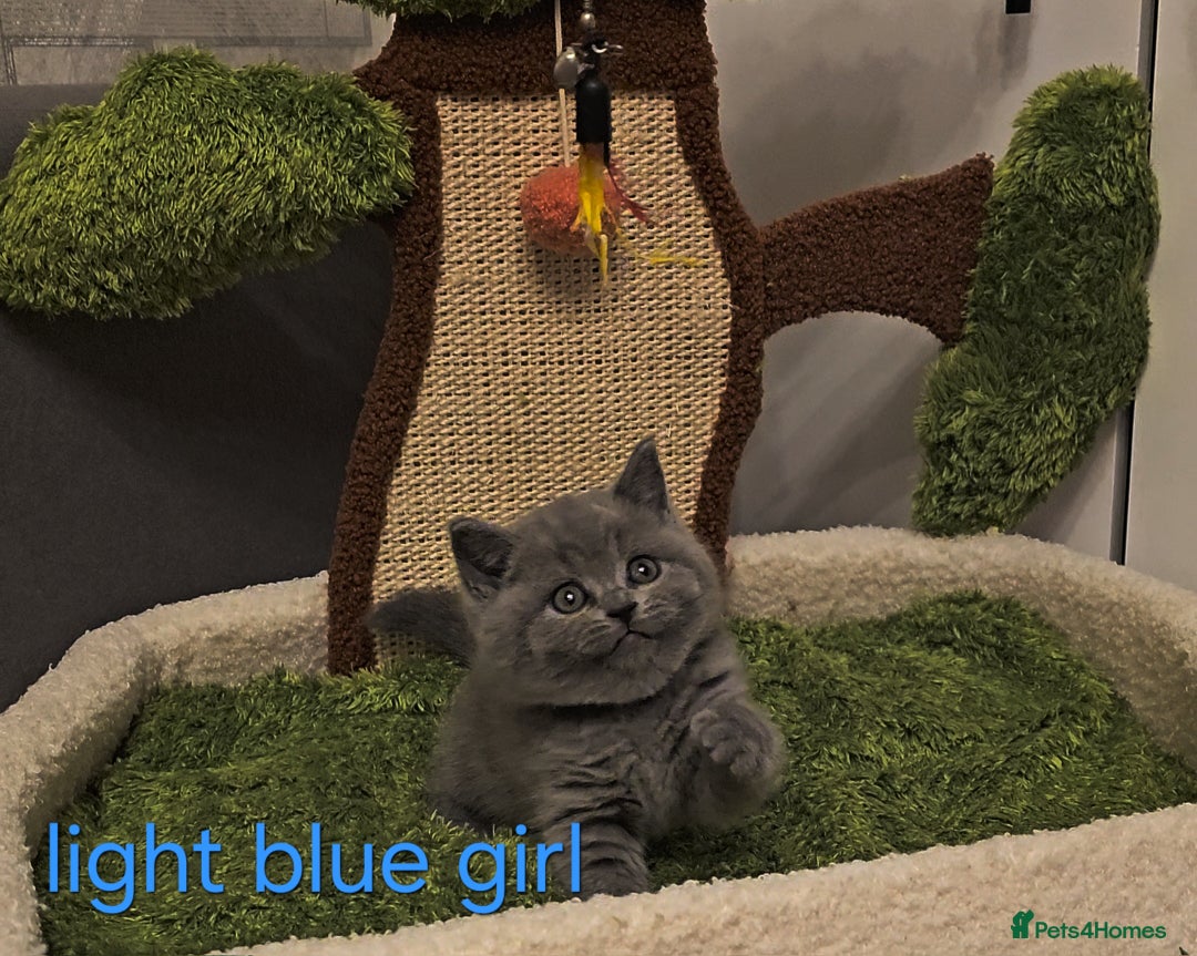 British Shorthair cats for sale: British Shorthair kitten's, GCCF pedigree - Advert 9