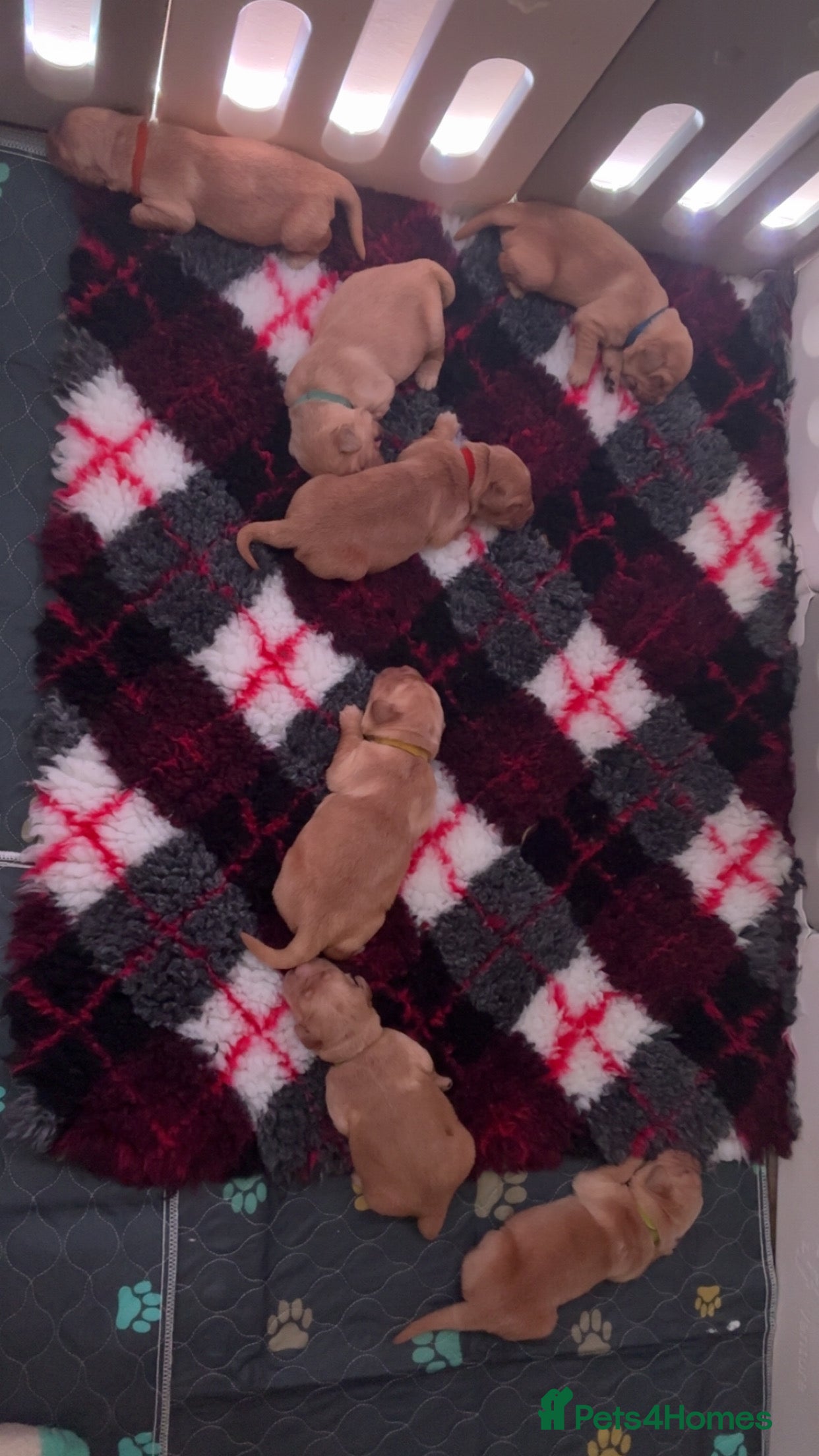 Mixed Breed dogs 🌟 Golden Retriever x Shar Pei Puppies 🌟 - Advert 12