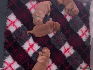 Mixed Breed dogs 🌟 Golden Retriever x Shar Pei Puppies 🌟 - Advert 12