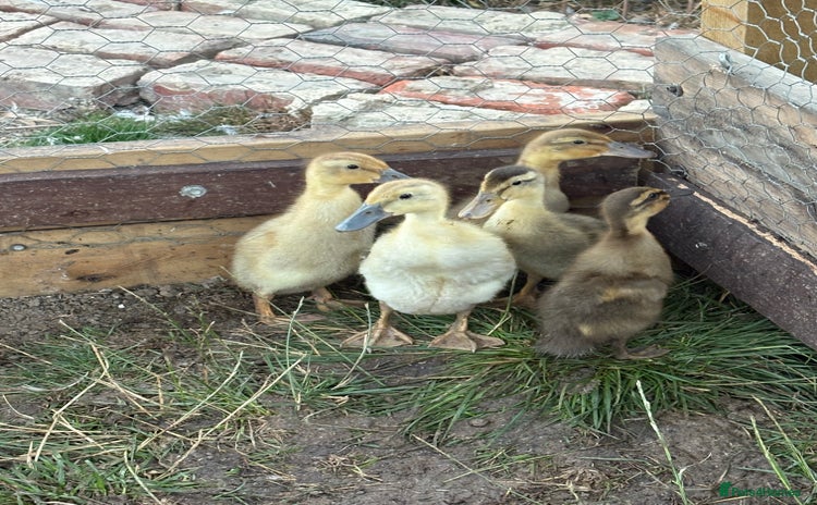 Ducks poultry - Advert 1
