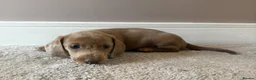 Miniature Dachshund dogs for sale: Beautiful Miniature Dachshund Boys, fab colourings in Bridgnorth - Advert 10