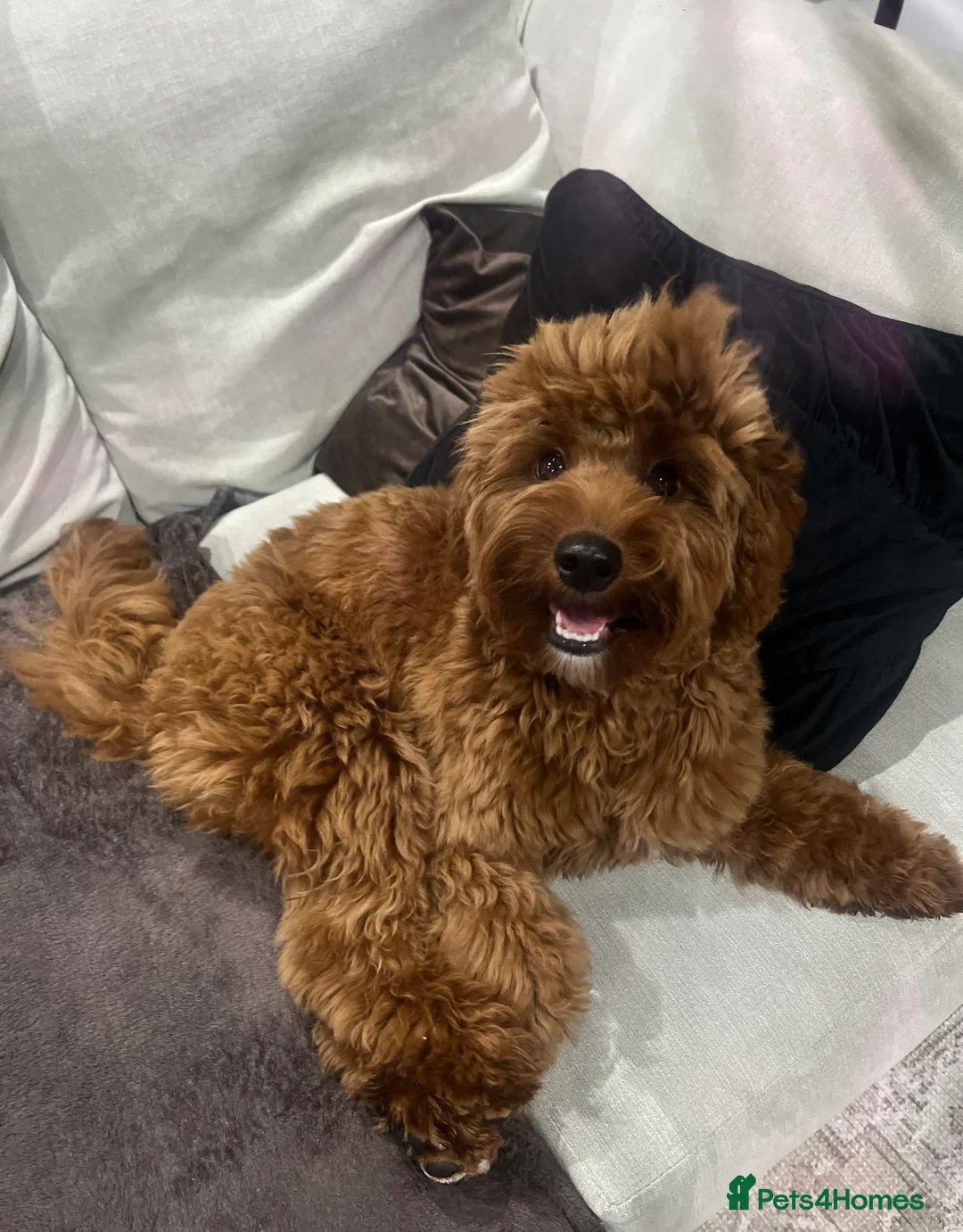 Cavapoo dogs for sale: F1 B Cavapoo - 10 Months  - Advert 1