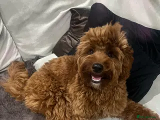 Cavapoo dogs F1 B Cavapoo - 10 Months - Advert 1