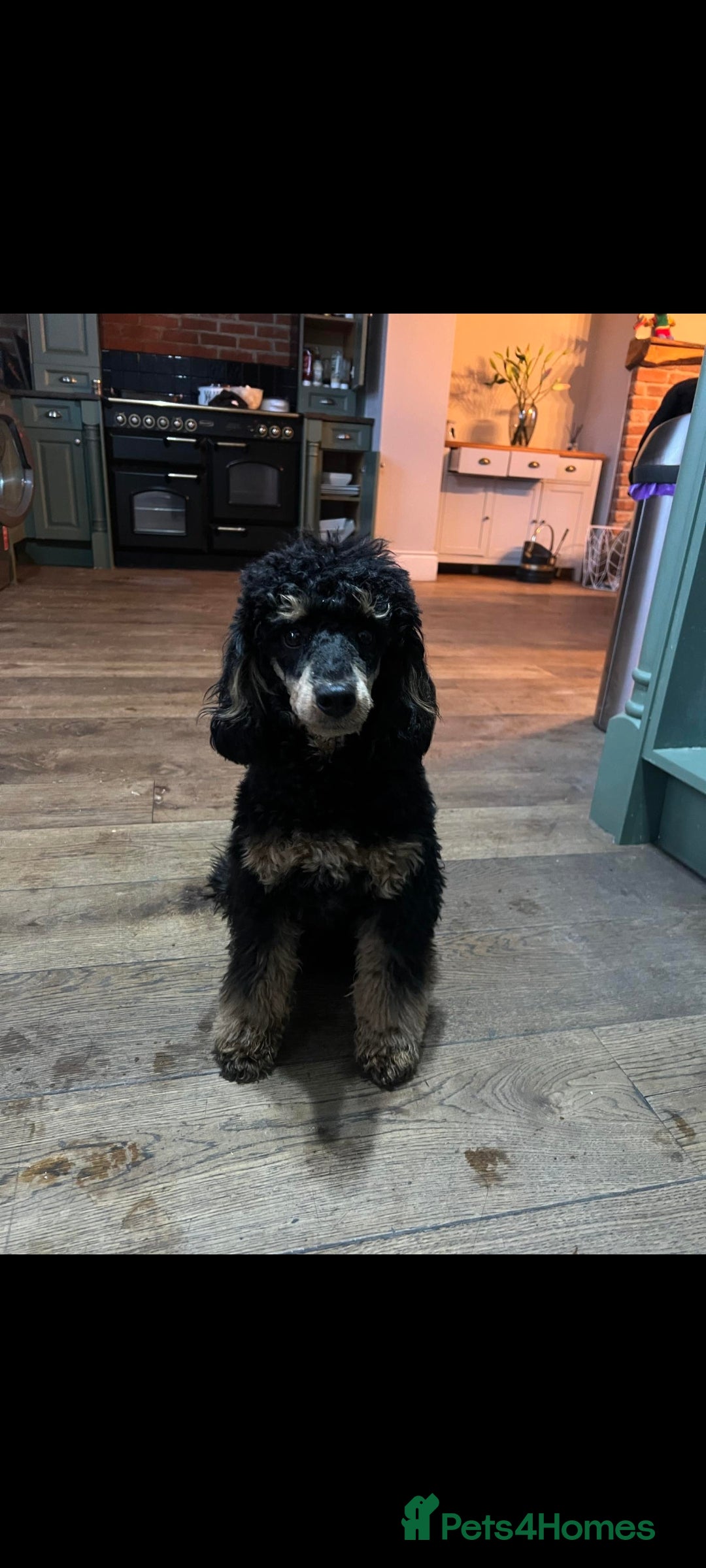 Miniature Poodle dogs for stud: Toy poodle stud dog - Advert 6