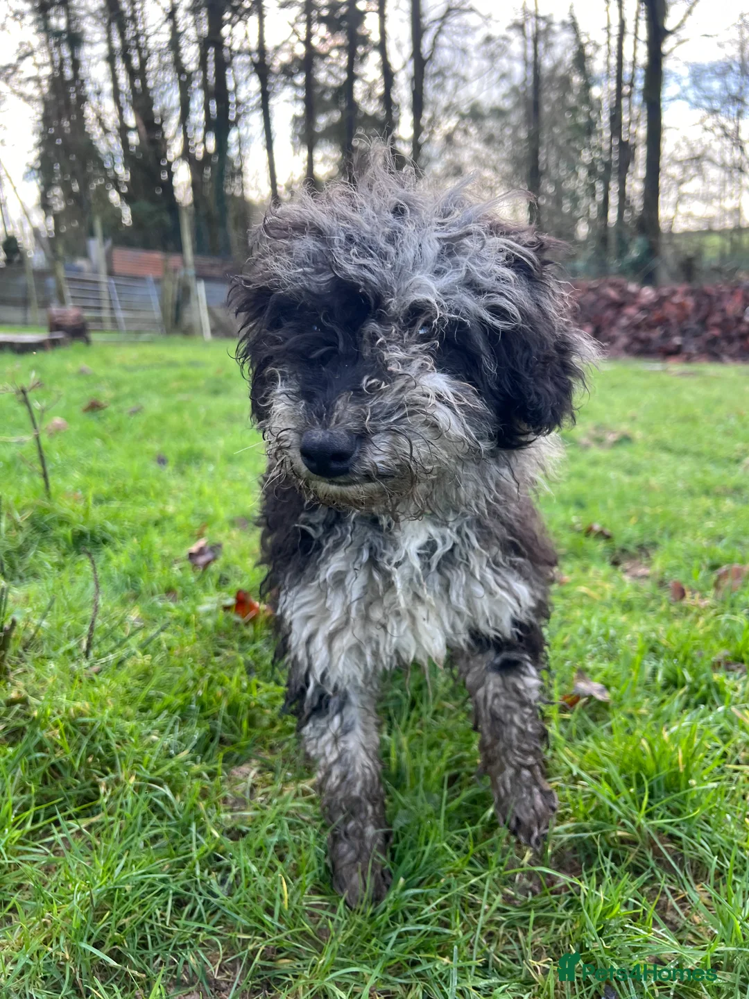 Mixed Breed dogs for sale: Stunning litter of 3/4 Toy Poodle X Welsh Collie - Advert 18