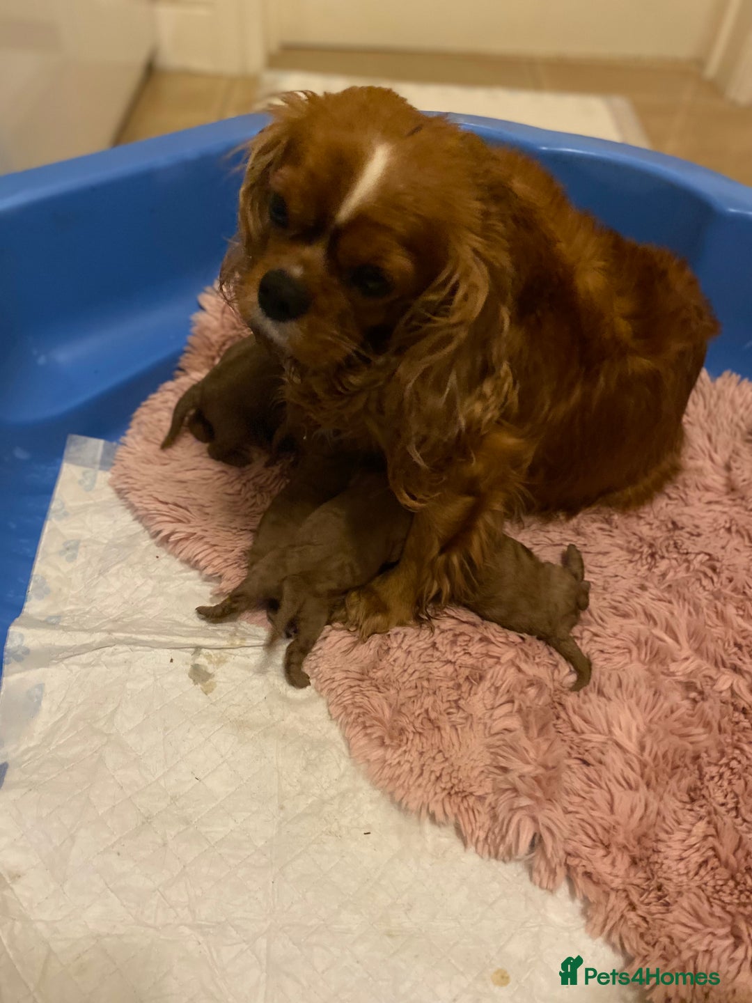 Cavapoo dogs for sale: Red Cavapoo babies - Image 3