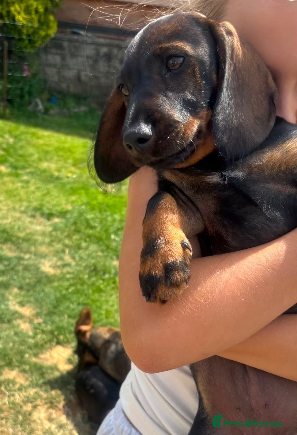 Dachshund dogs Wirehaired Dachshund standard KC registered £1350 - Advert 12