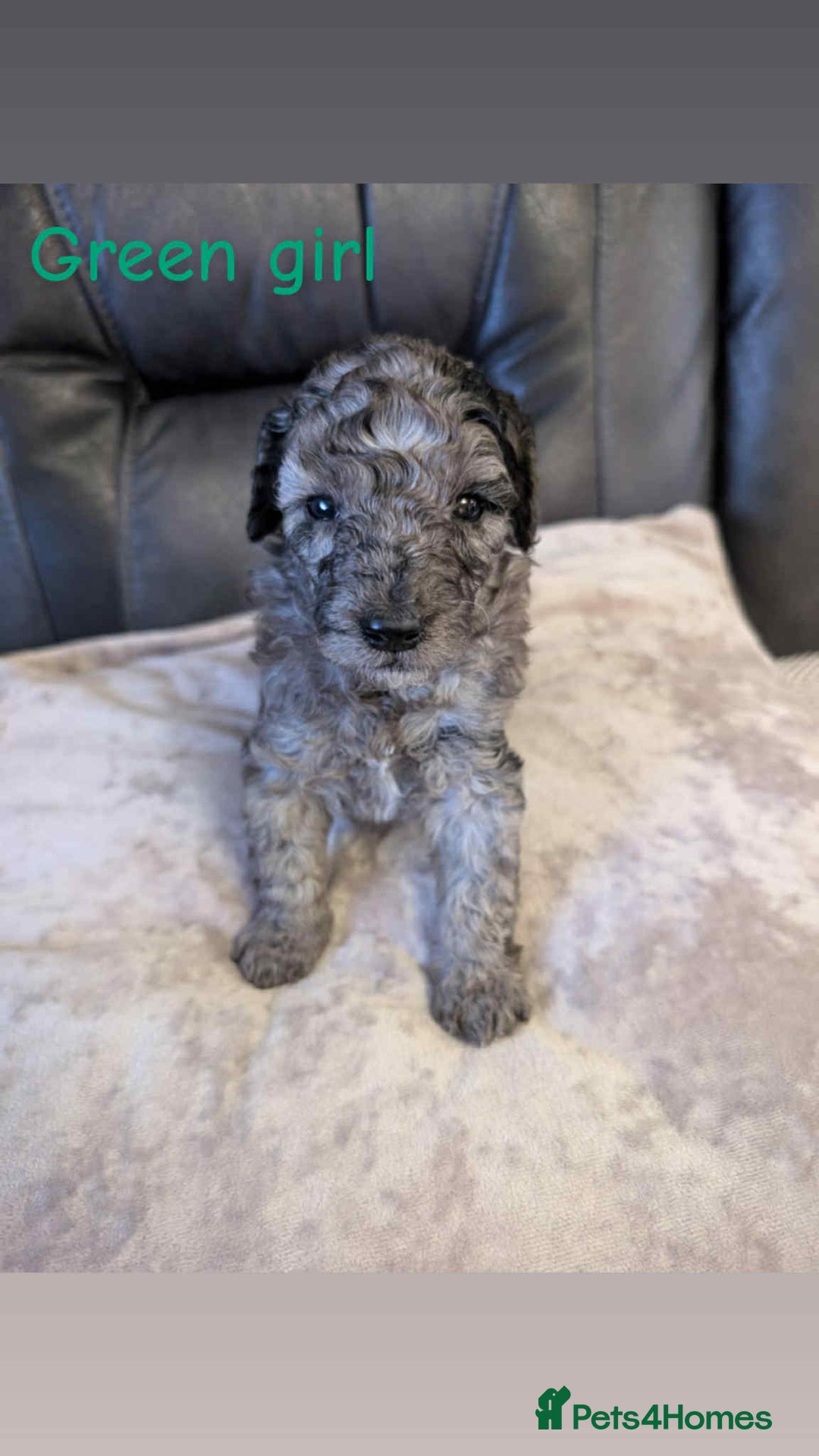Labradoodle dogs for sale: HEALTH TESTED F1b Miniature labradoodle for SALE - Image 13