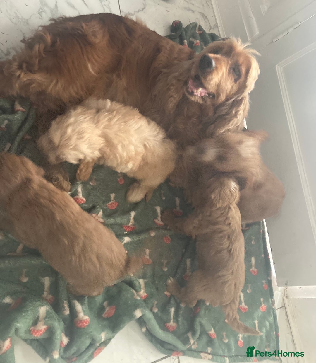 Cockapoo dogs for sale: Toy cockapoo pups - Image 6
