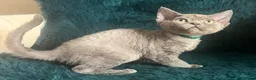 Devon Rex cats for sale: Devon Rex kittens  - Advert 12