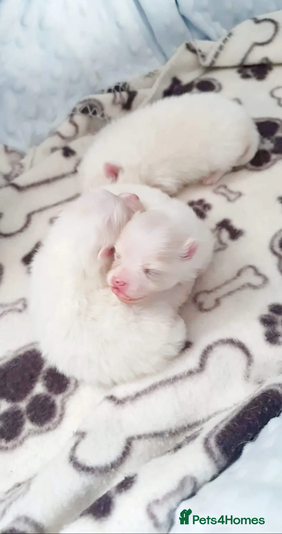 Pomeranian dogs for stud: Russian pure white stud in Manchester - Advert 7