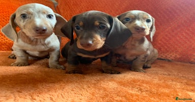 Miniature Dachshund dogs - Advert 7
