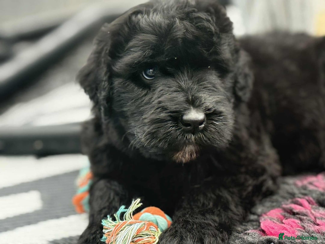 Russian Black Terrier dogs for sale: russian black terrier puppies , top bloodlines  - Image 3