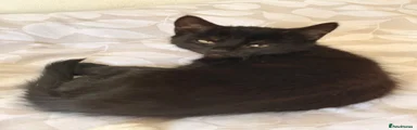 Black Male Kitten (1)