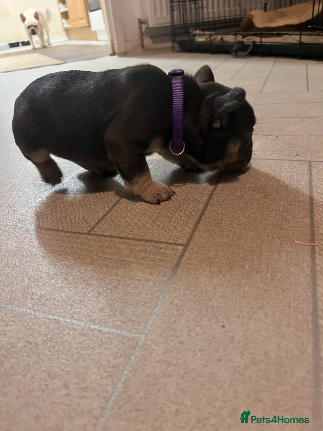 French Bulldog dogs for sale: Cutest frenchies pups  - Advert 17