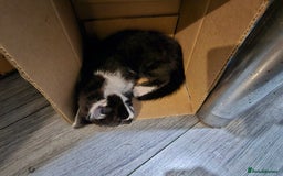 Mixed Breed cats for sale: 2 beautiful Maine Coon mix kittens  - Image 9