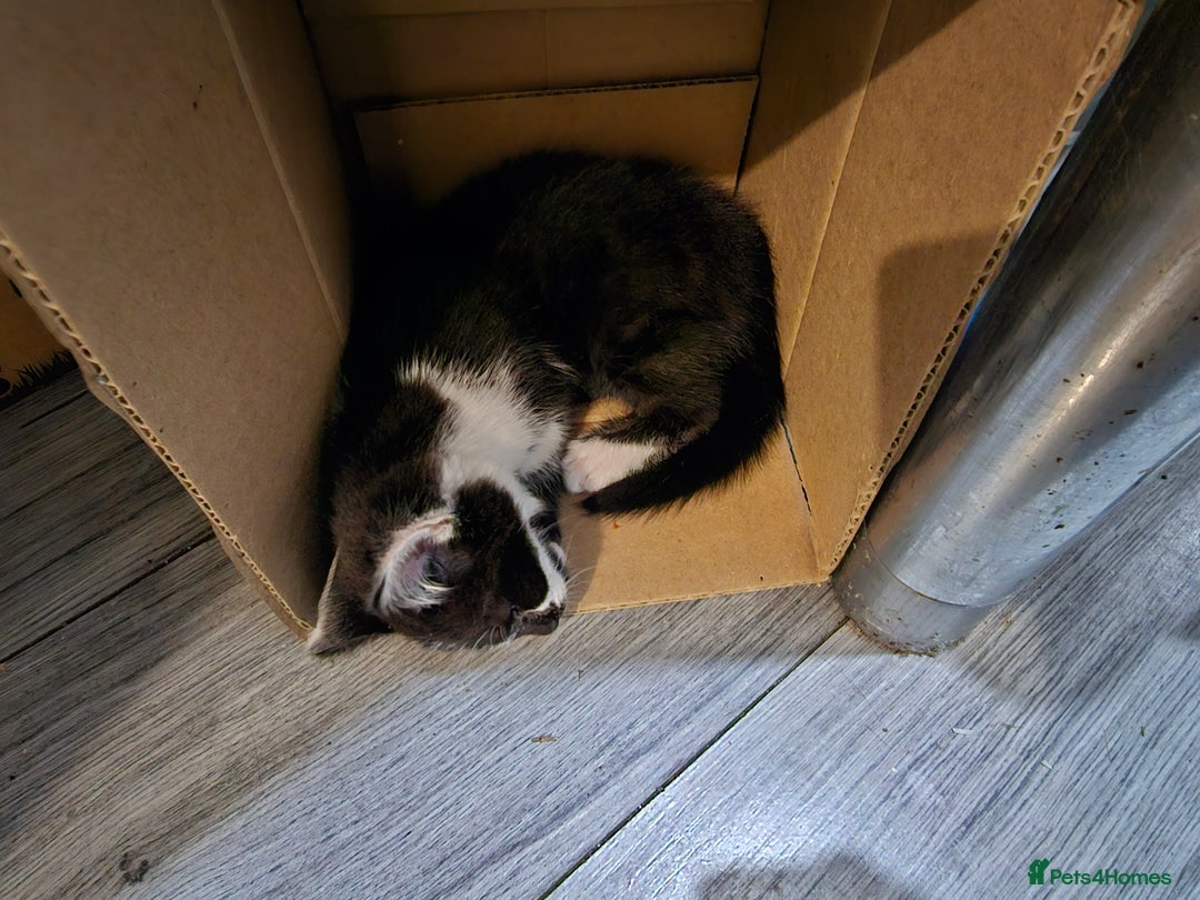 Mixed Breed cats for sale: 2 beautiful Maine Coon mix kittens  - Image 9