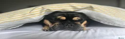 French Bulldog dogs for adoption: FRANK & MILO FRENCHIES ADOPTION IN WESTCOUNTRY - Advert 25
