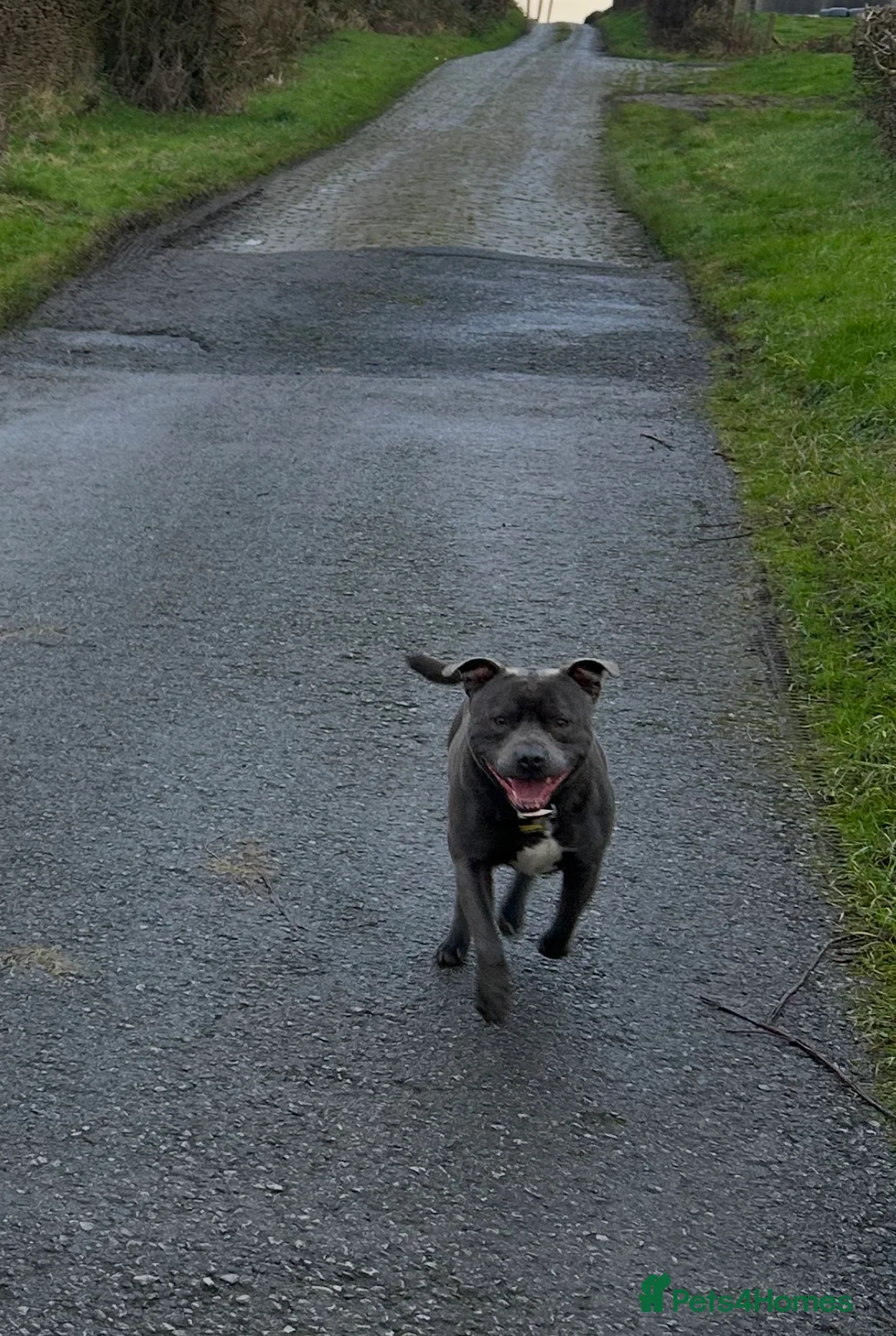 Staffordshire Bull Terrier dogs for stud: Blue Staffordshire Bull Terrier - Advert 4