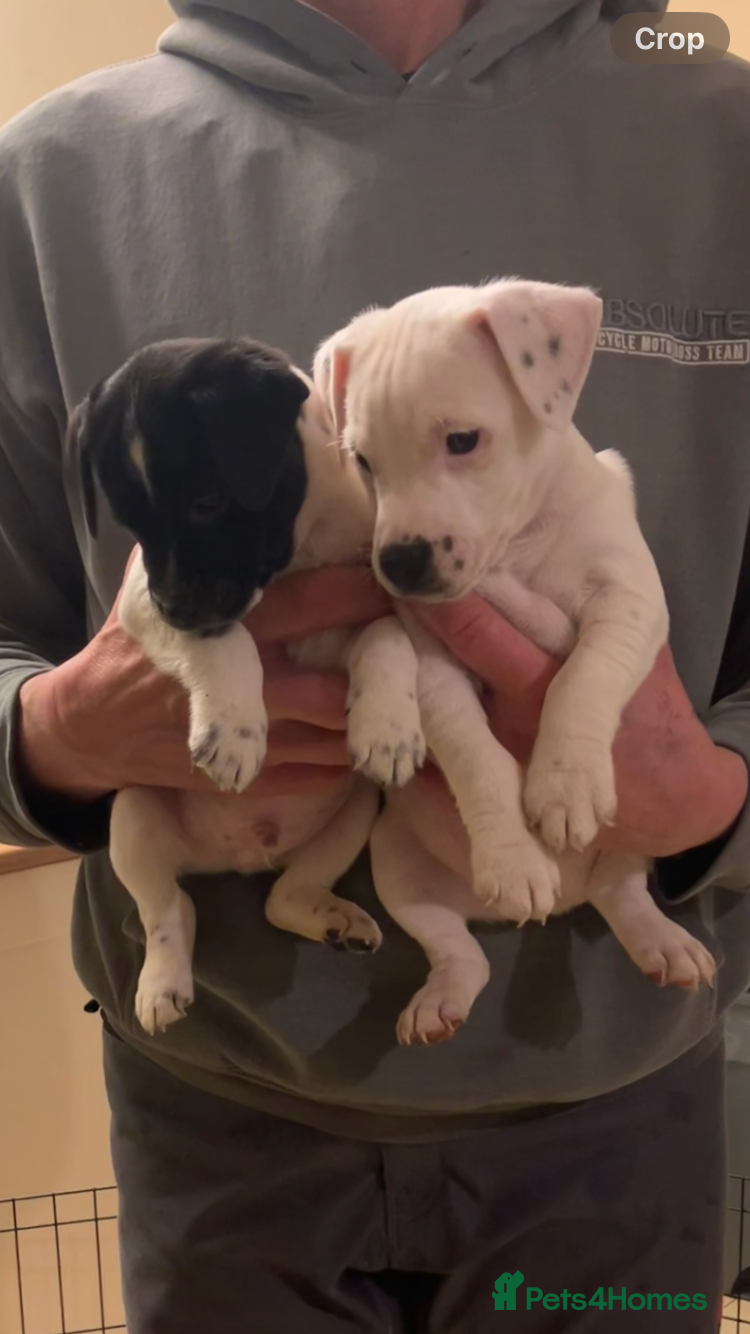 Parson Russell dogs 3/4 Parson Russell X 1/4 Patterdale  - Advert 9