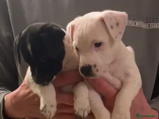 Parson Russell dogs 3/4 Parson Russell X 1/4 Patterdale - Advert 9