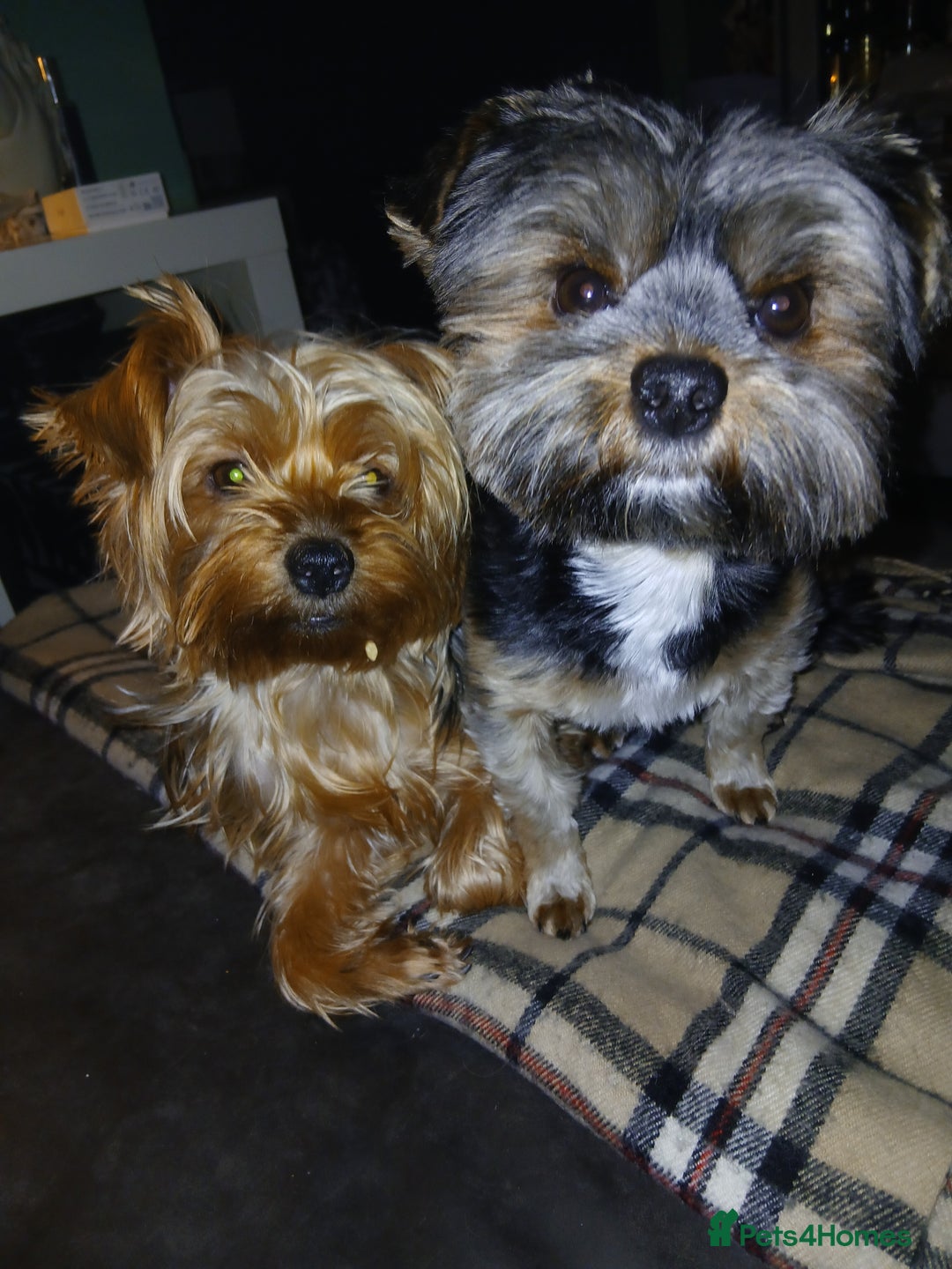 Yorkshire Terrier dogs for sale: Adorable Toy & Minatures! - Advert 9