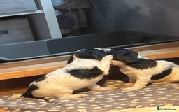 English Springer Spaniel dogs for sale: Springer spaniel pups  - Advert 4