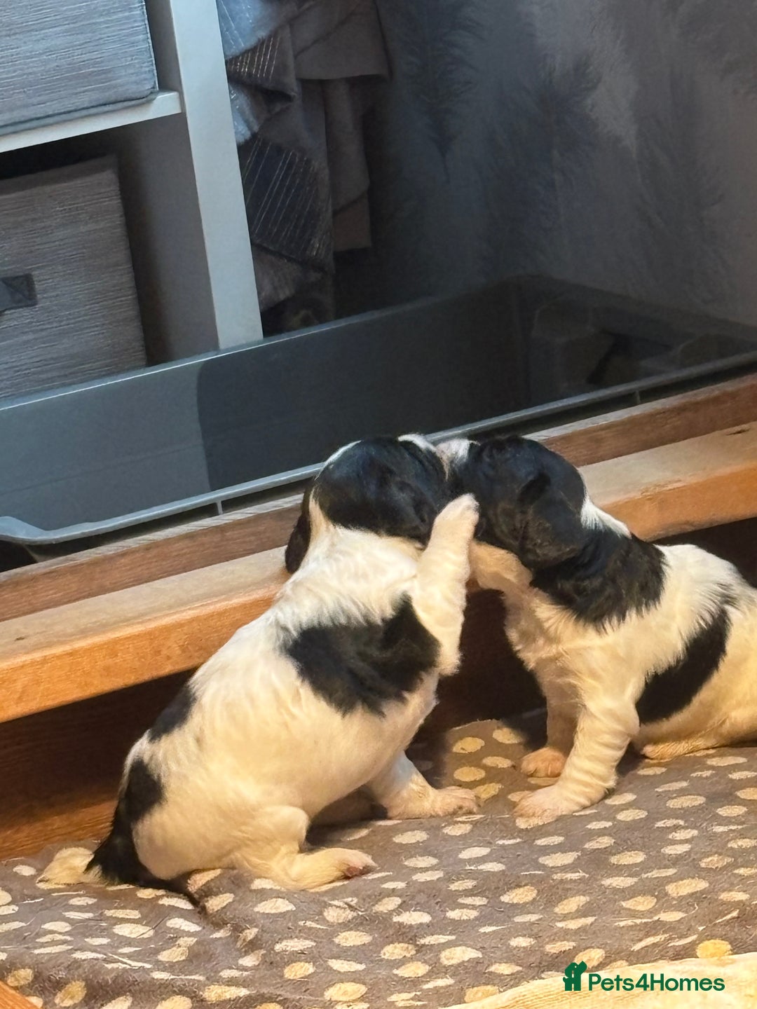 English Springer Spaniel dogs for sale: Springer spaniel pups  - Advert 4