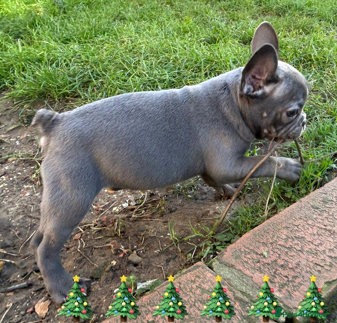 French Bulldog dogs for sale: French Bulldog Blue Girl 12 weeks old ! Last one - Advert 22