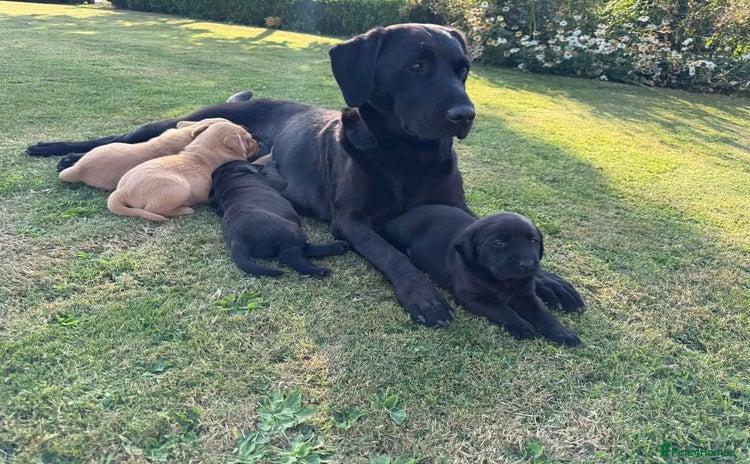 Labrador Retriever dogs - Advert 5