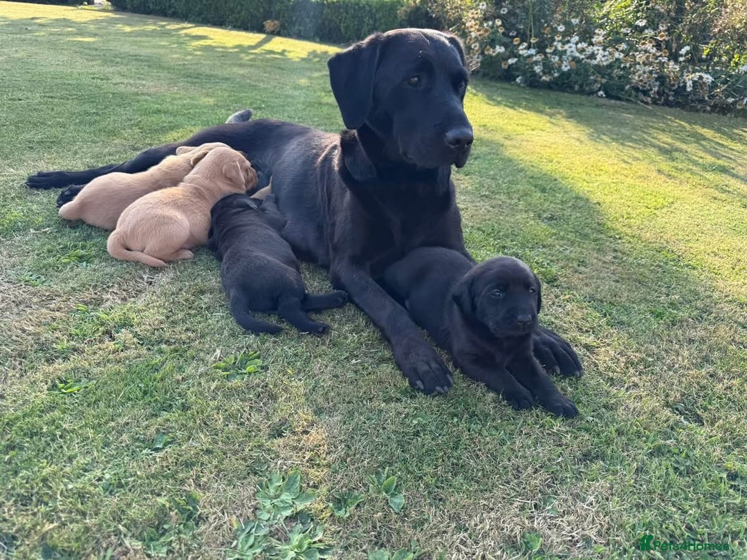 Labrador Retriever dogs for sale: One Beautiful Black Labrador Puppy Available - Image 1