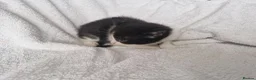 Mixed Breed cats for sale: 5 kittens ready for new home  - Advert 24