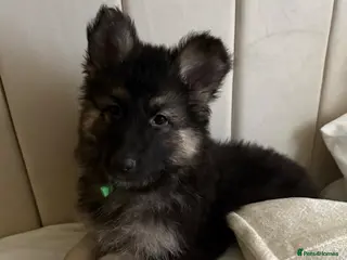 German Shepherd dogs German shepherd puppies last few remaining pups - Advert 4