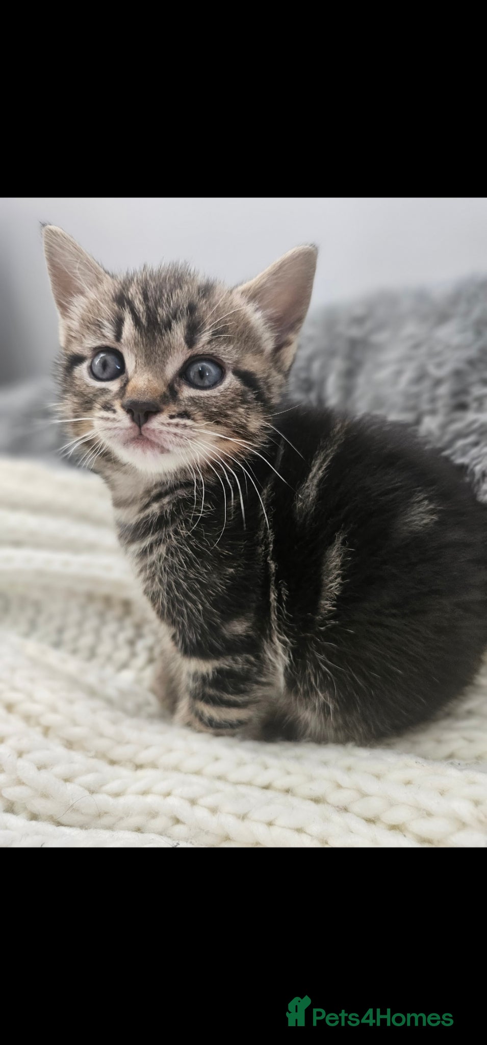 Mixed Breed cats Kittens 8 weeks old  - Advert 3